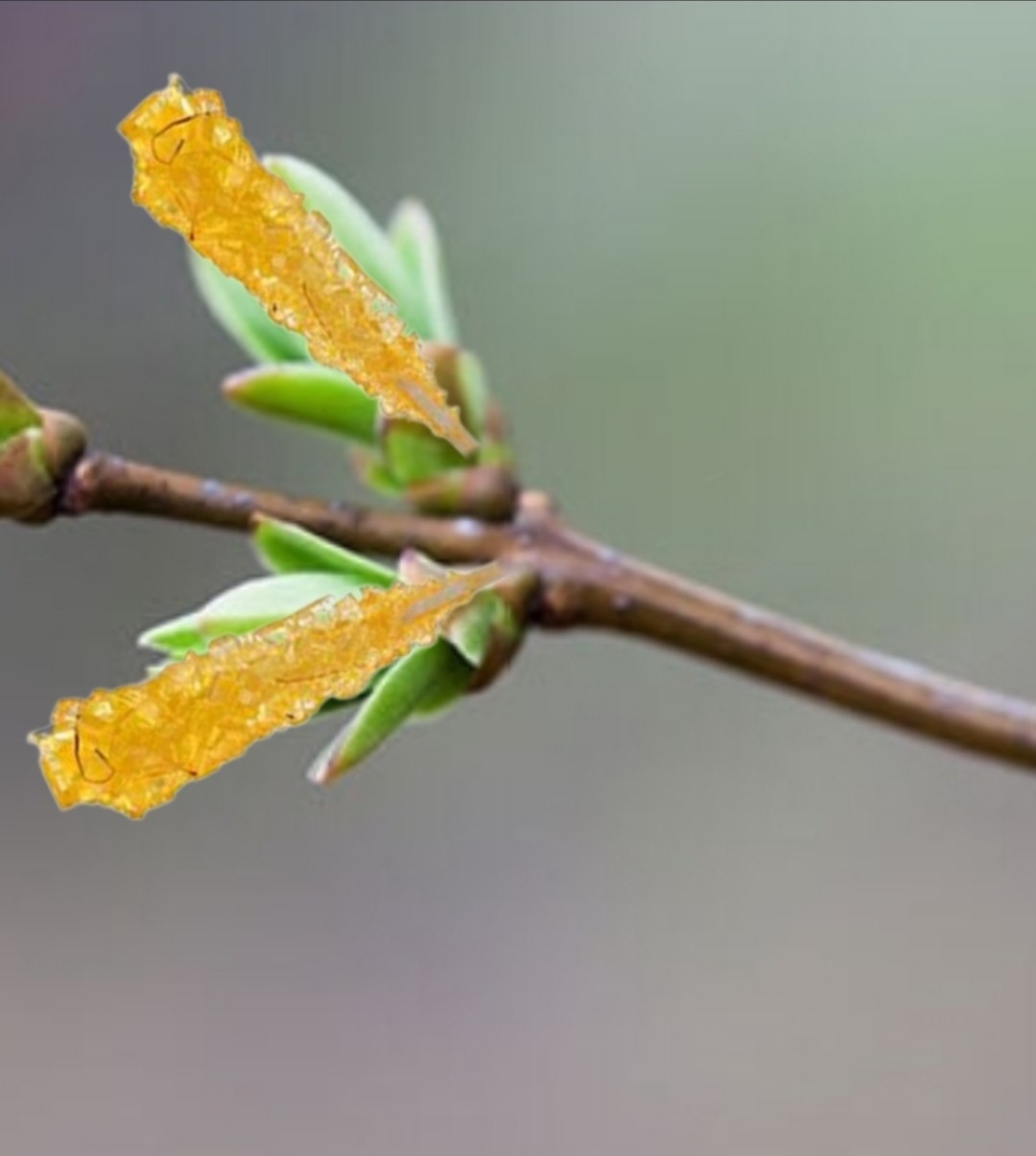 تصویر به چه کلمه ای اشاره میکنه؟