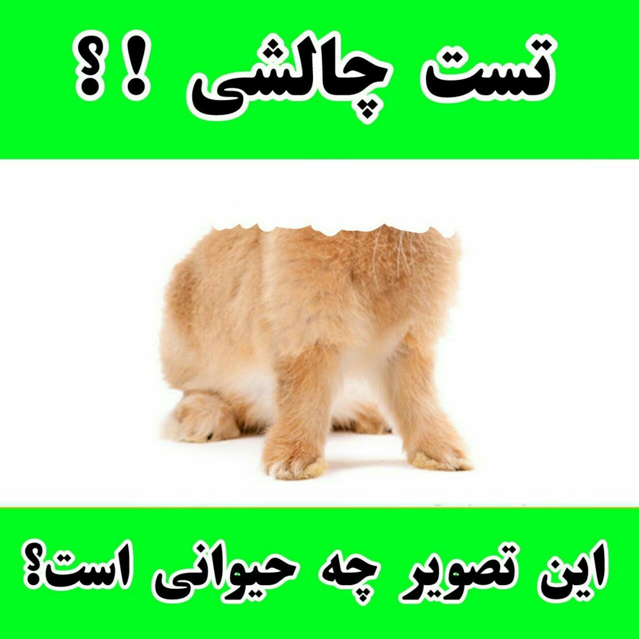 این تصویر چه حیوانی است؟